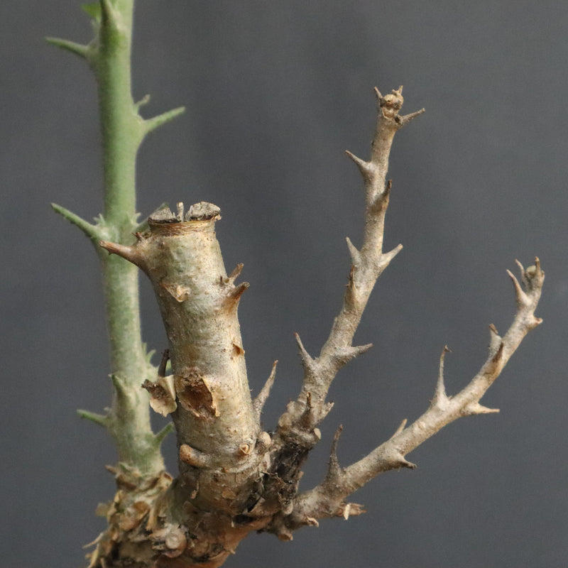 S.ブッセアヌス 2