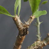 S.ブッセアヌス 2