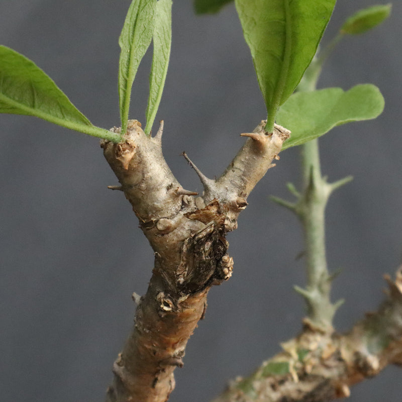 S.ブッセアヌス 2