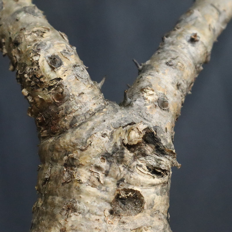 S.ブッセアヌス 2