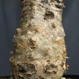 S.ブッセアヌス 2