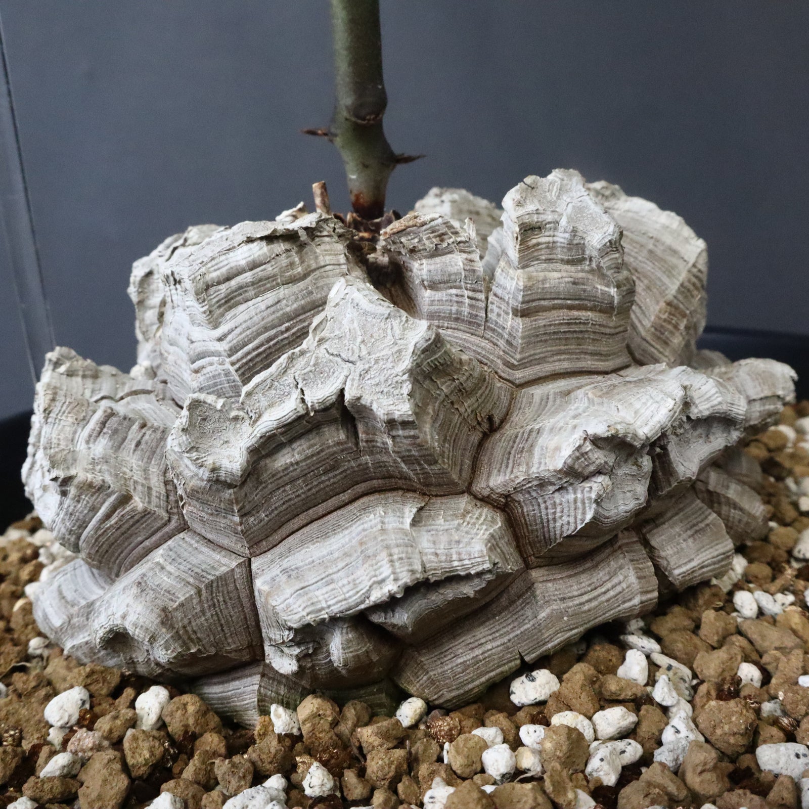 亀甲竜 EC1298 – TaiShoDo ONLINE SHOP