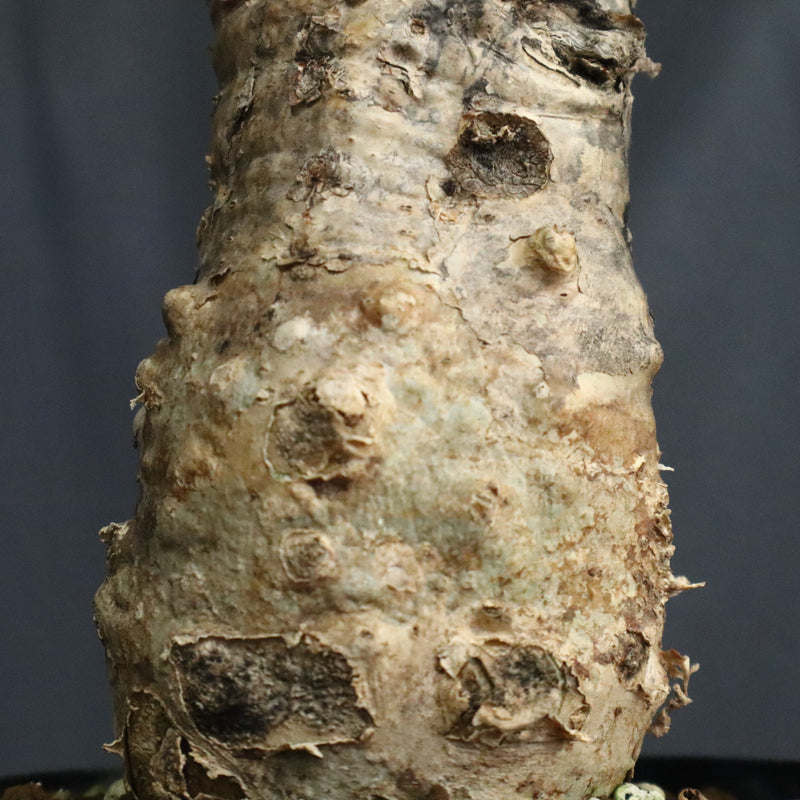 S.ブッセアヌス 2