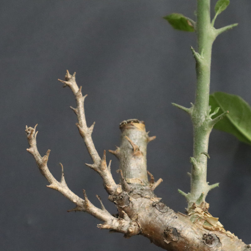 S.ブッセアヌス 2