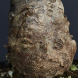 S.ブッセアヌス 2