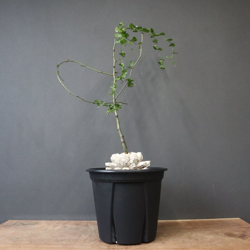 亀甲竜 EC1299 – TaiShoDo ONLINE SHOP