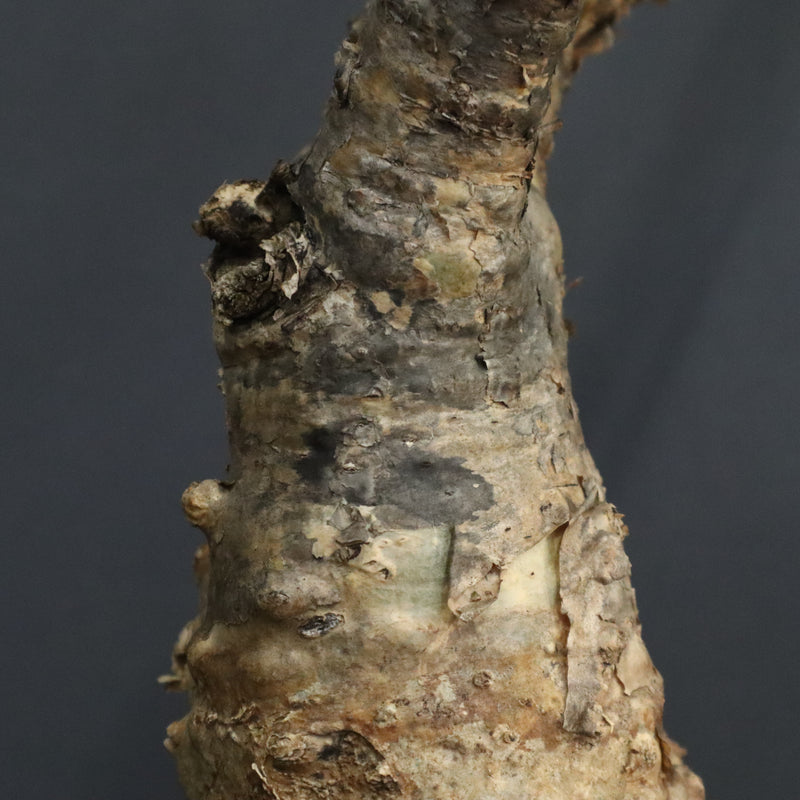 S.ブッセアヌス 2