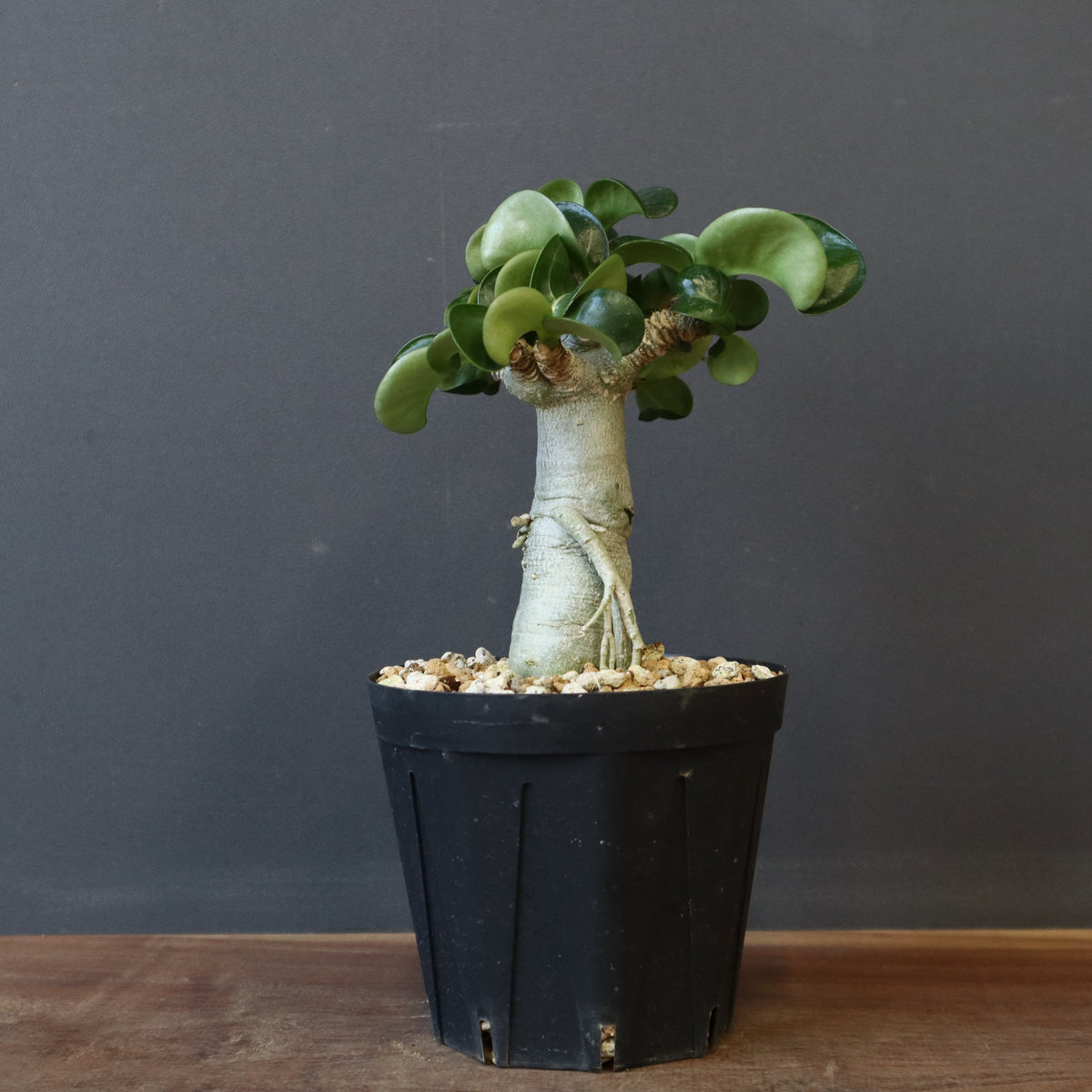 TaiShoDo ONLINE SHOP 塊根植物 多肉植物通販