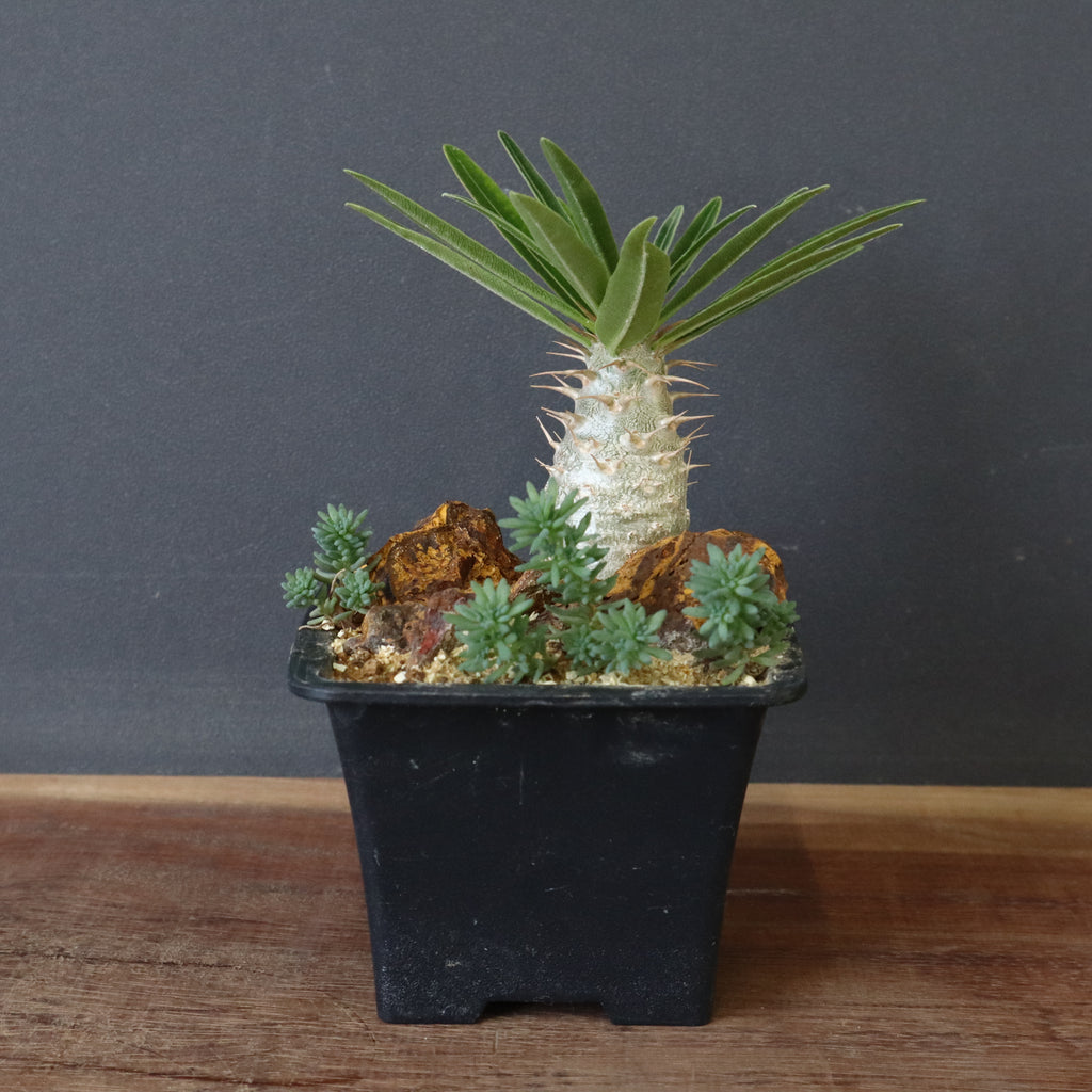 人気⭐︎パキポディウム・グラキリス ハビタット スタイル P.グラキリス実生（ハビタットスタイル）EC712 – TaiShoDo