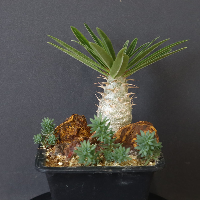 人気⭐︎パキポディウム・グラキリス ハビタット スタイル Pachypodium gracilius – Habitat Style パキポディウム