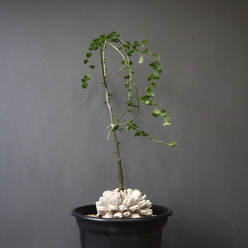 亀甲竜 EC1299 – TaiShoDo ONLINE SHOP