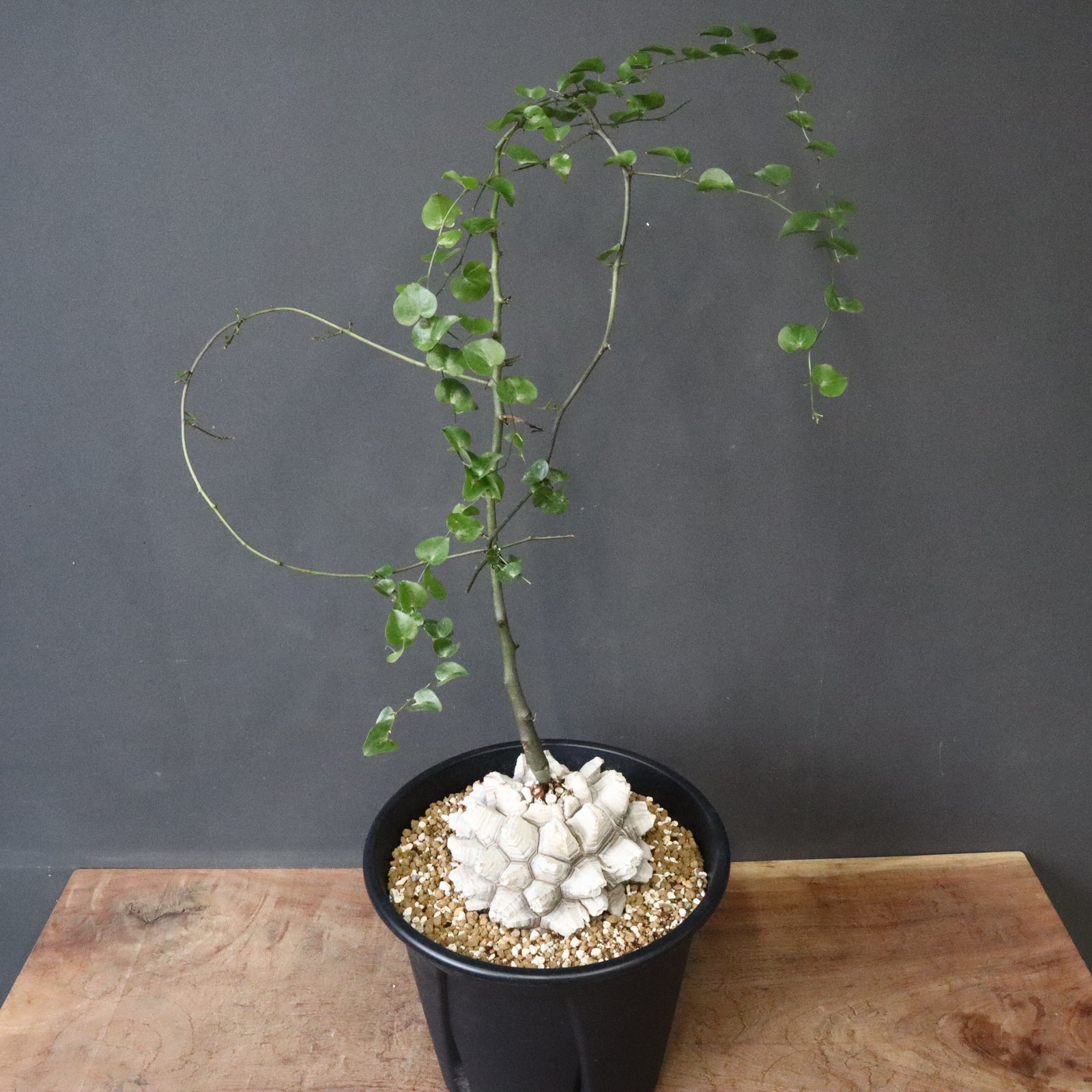 亀甲竜 亀甲竜 EC1299 – TaiShoDo ONLINE SHOP