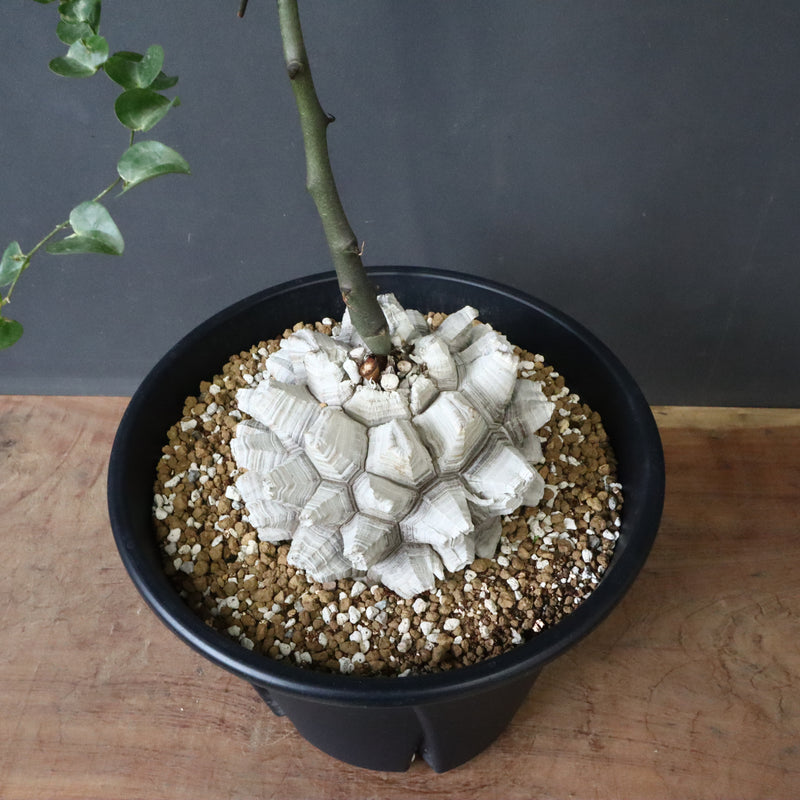 亀甲竜 EC1299 – TaiShoDo ONLINE SHOP