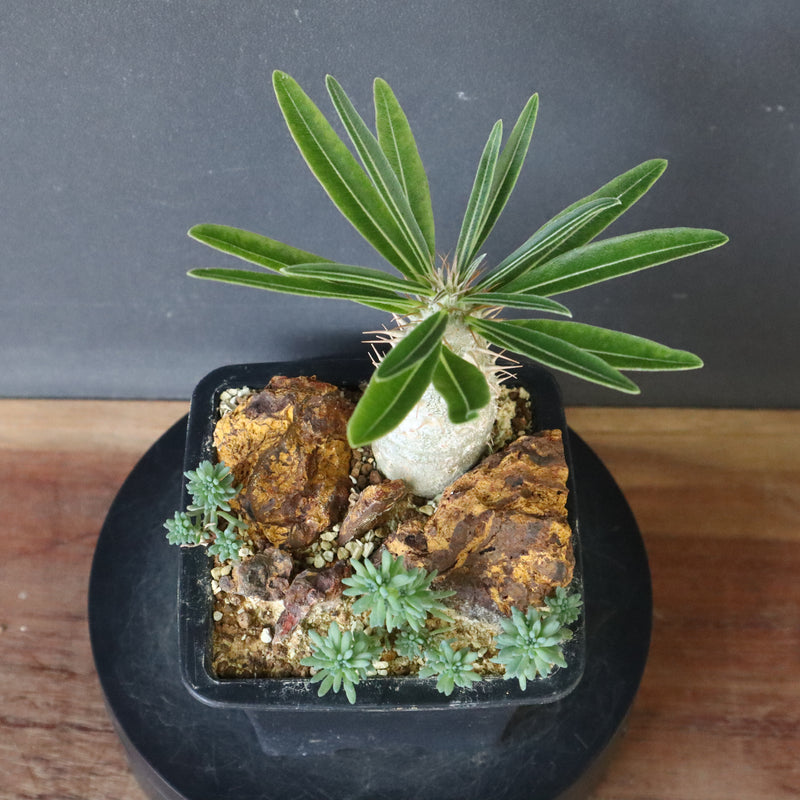 グラキリス IMG_4815_graki1297_1600x.jpg?v