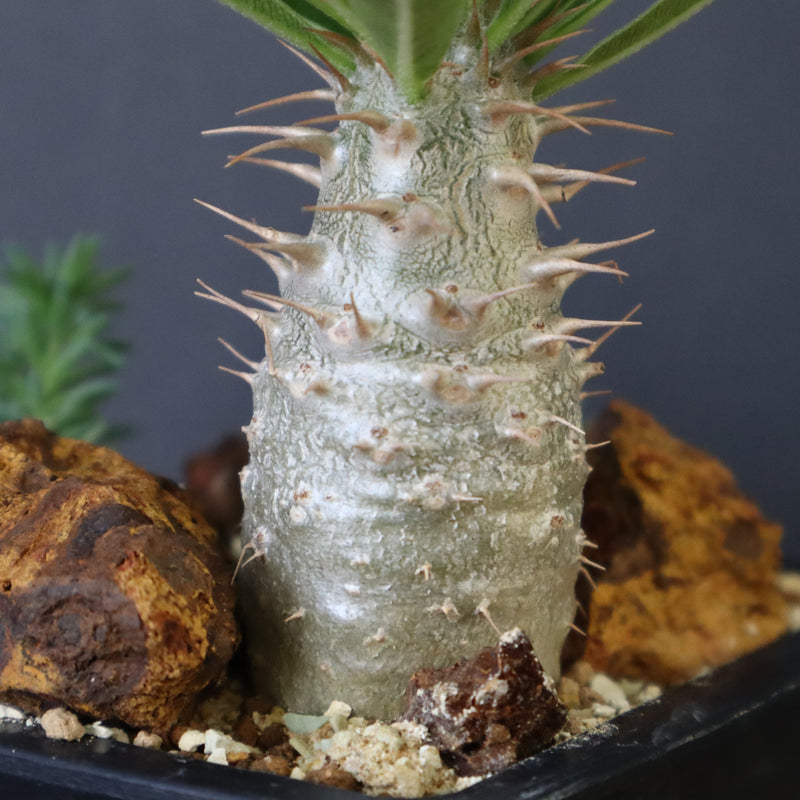 人気⭐︎パキポディウム・グラキリス ハビタット スタイル Pachypodium gracilius – Habitat Style パキポディウム