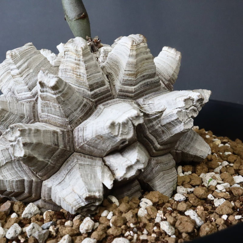 亀甲竜 EC1299 – TaiShoDo ONLINE SHOP