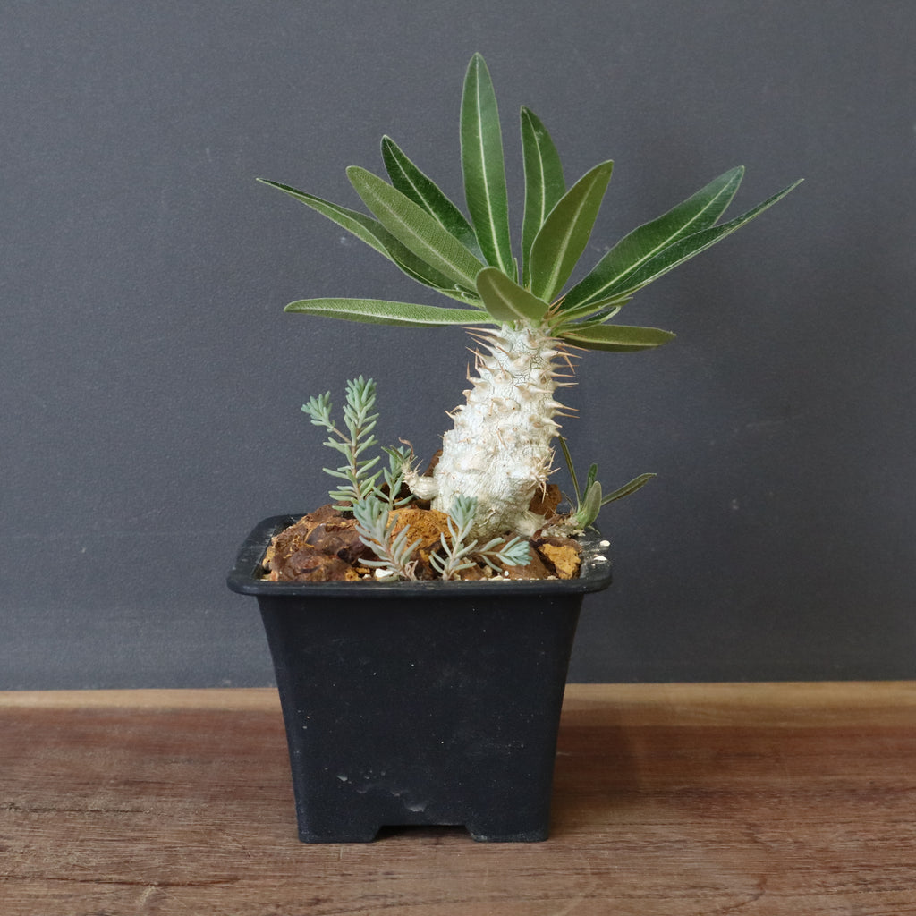 naonao0113 グラキリス 実生 コレクション 厳選 選抜 naonao0113