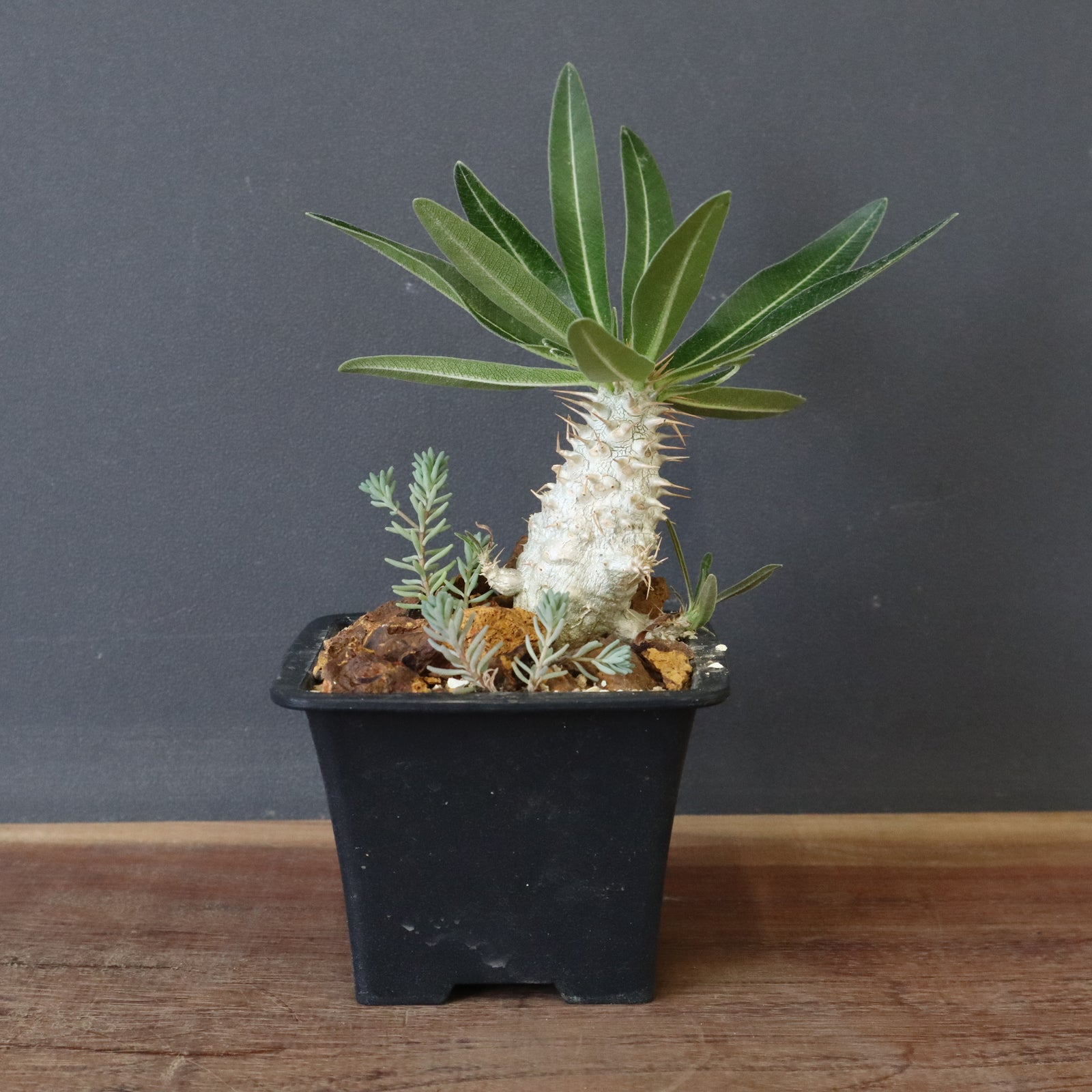 P.グラキリス実生（ハビタットスタイル）EC713 – TaiShoDo