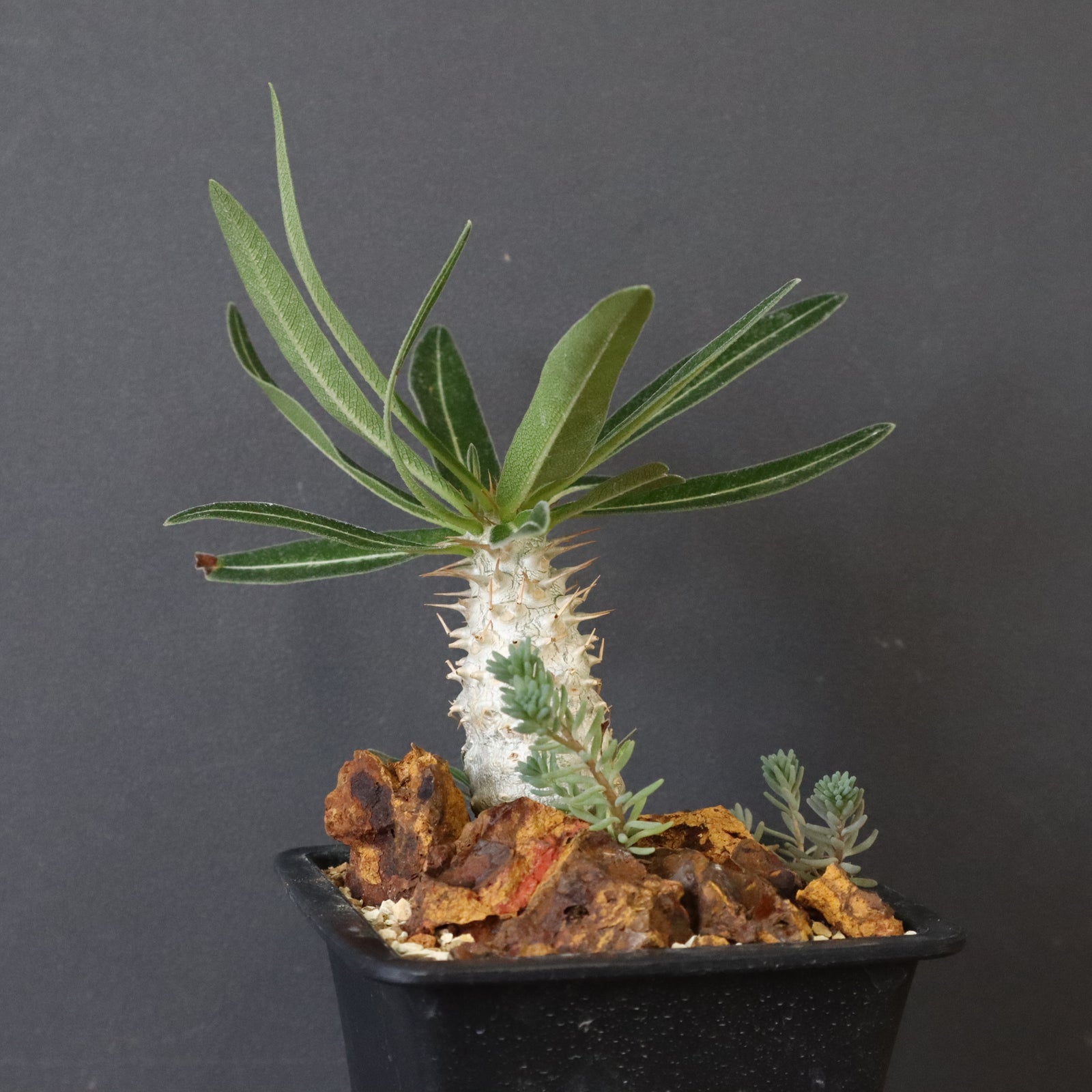 P.グラキリス実生（ハビタットスタイル）EC713 – TaiShoDo