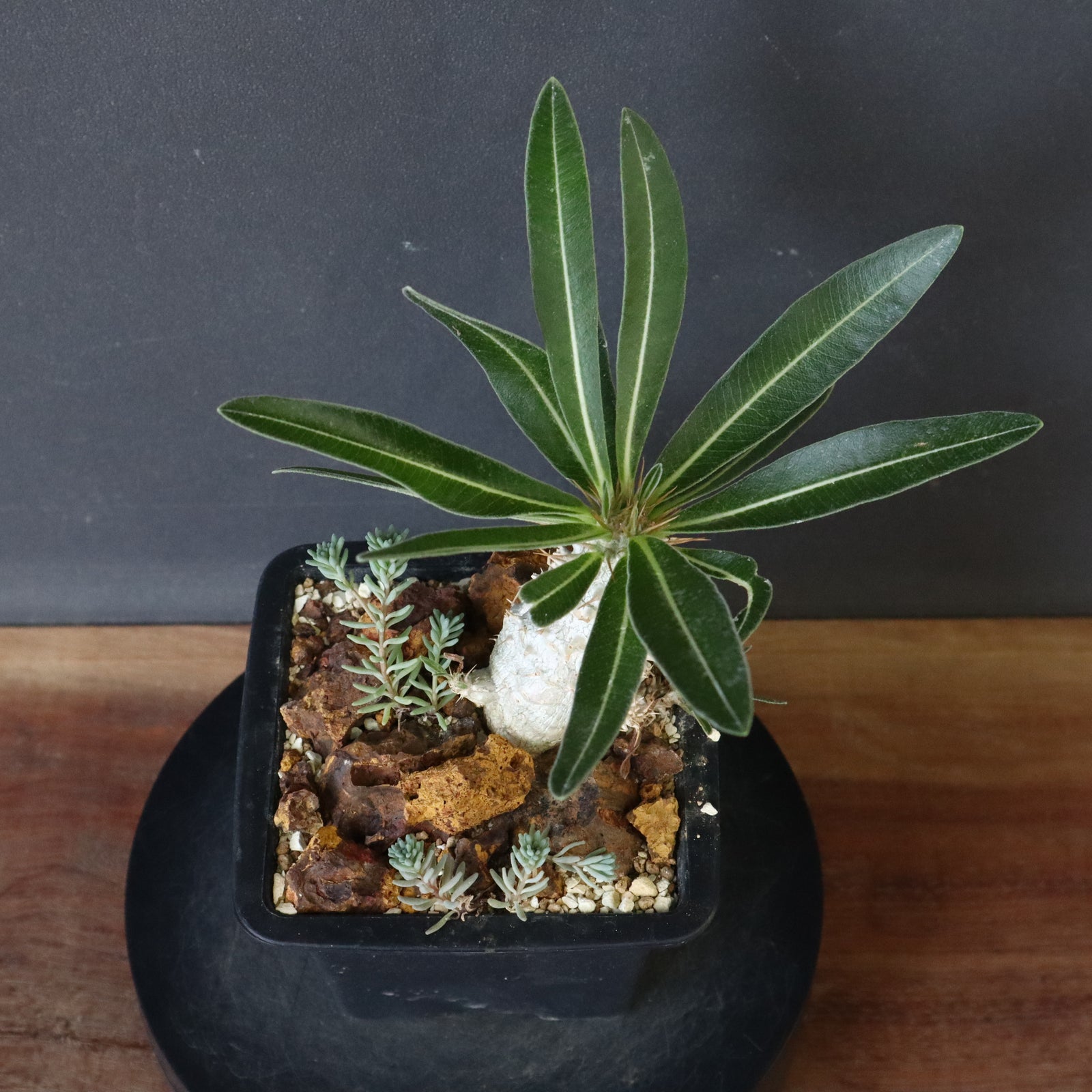 P.グラキリス実生（ハビタットスタイル）EC713 – TaiShoDo