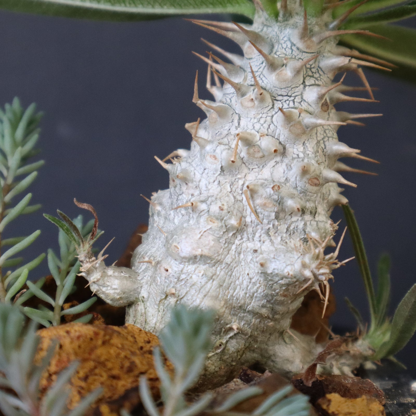 P.グラキリス実生（ハビタットスタイル）EC713 – TaiShoDo