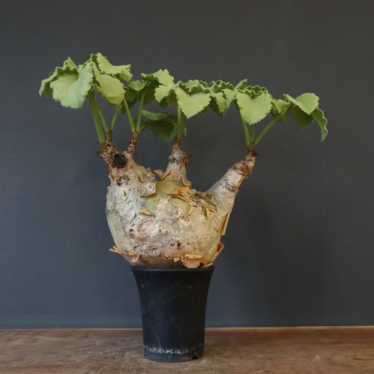 塊根植物 – 17ページ目 – TaiShoDo ONLINE SHOP