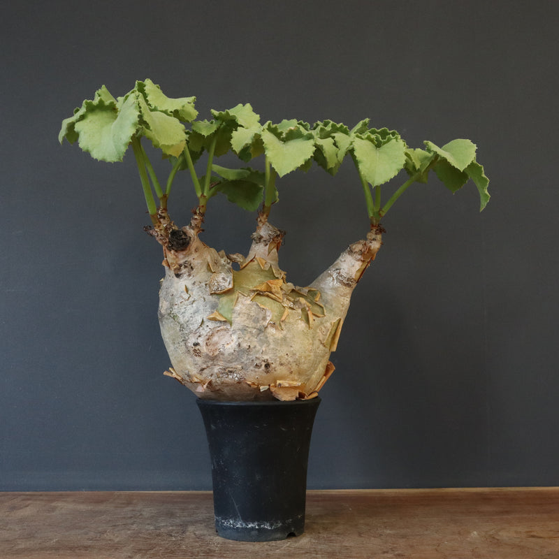 C.マクロプス　2