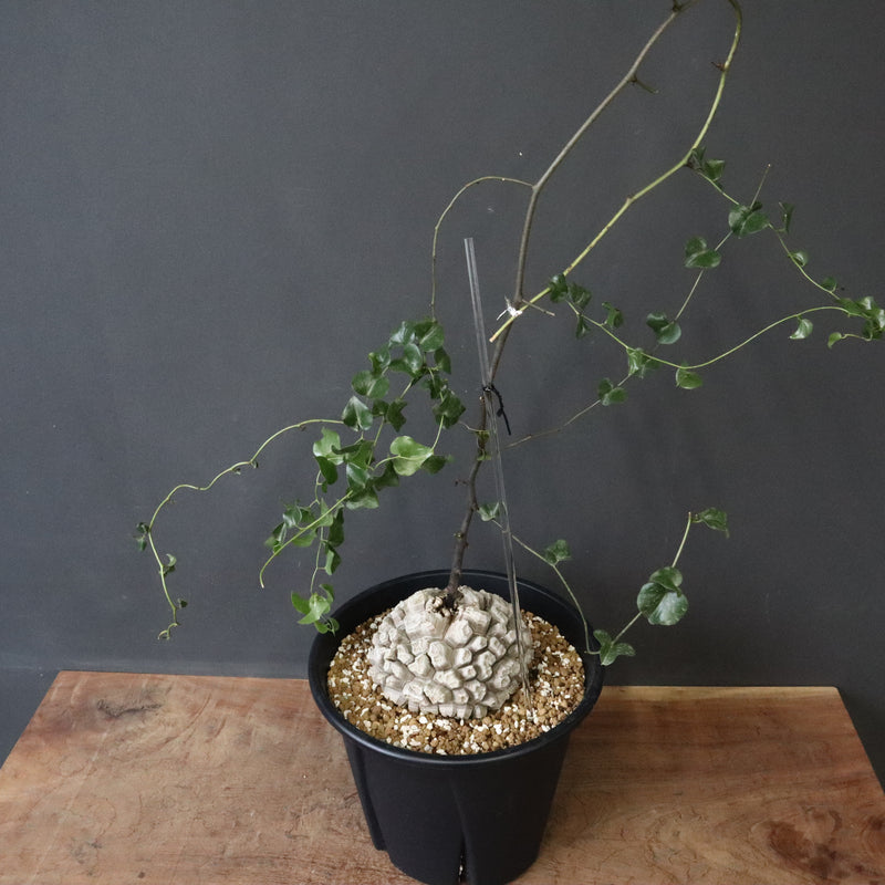 亀甲竜 亀甲竜 | mana's farm:塊根植物・アガベ・ドライガーデン植物販売|マナ