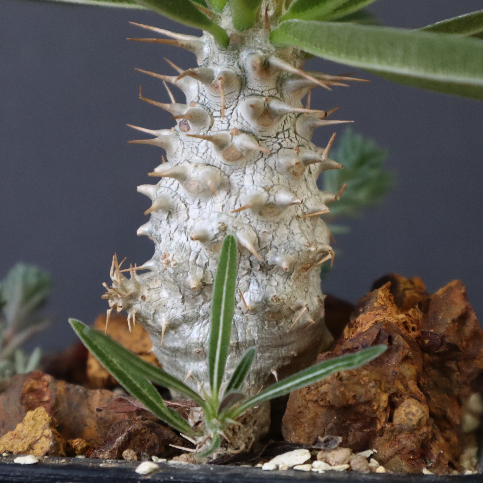 P.グラキリス実生（ハビタットスタイル）EC713 – TaiShoDo