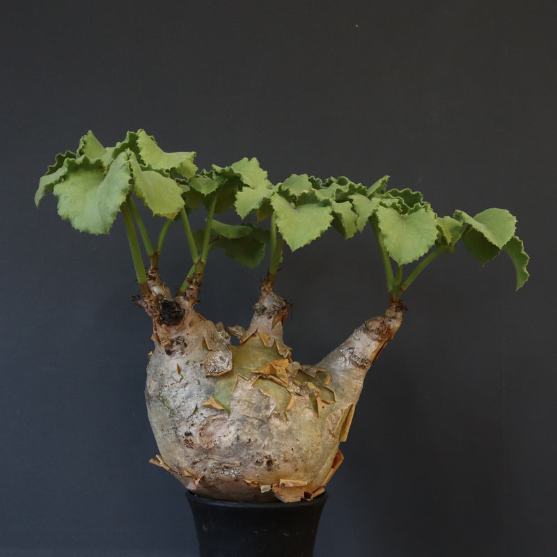 C.マクロプス　2