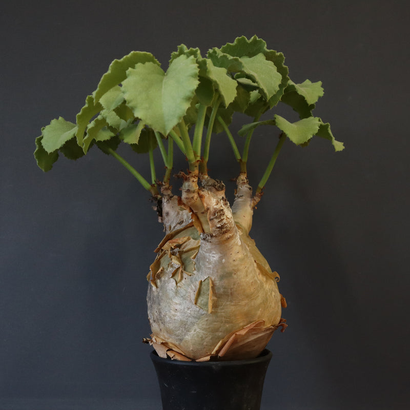 C.マクロプス　2