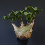 C.マクロプス　2