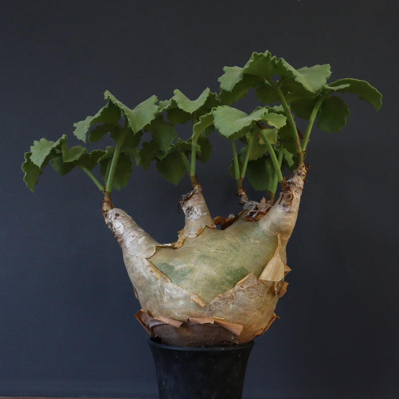 C.マクロプス　2