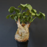 C.マクロプス　2