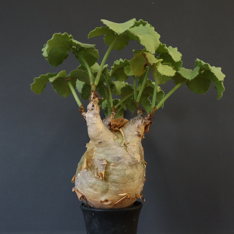 C.マクロプス　2