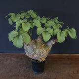 C.マクロプス　2