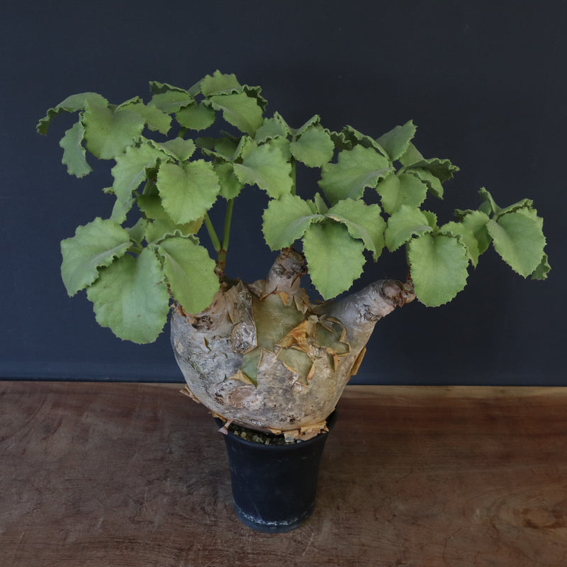 C.マクロプス　2