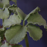 C.マクロプス　2