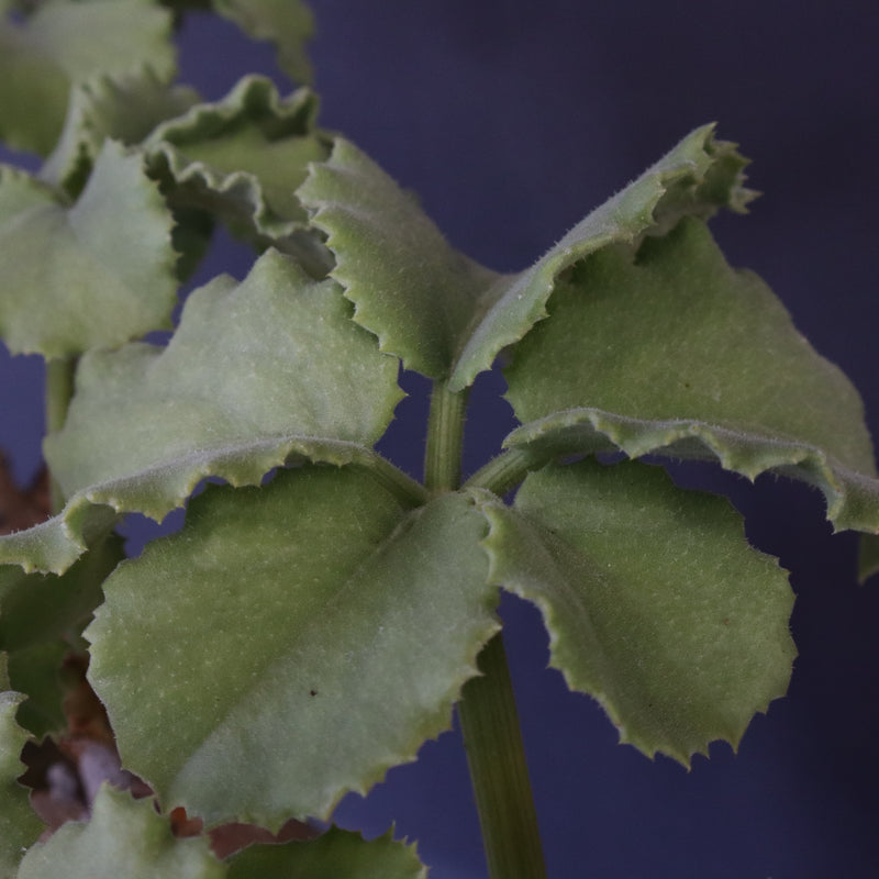 C.マクロプス　2