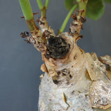 C.マクロプス　2