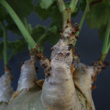 C.マクロプス　2