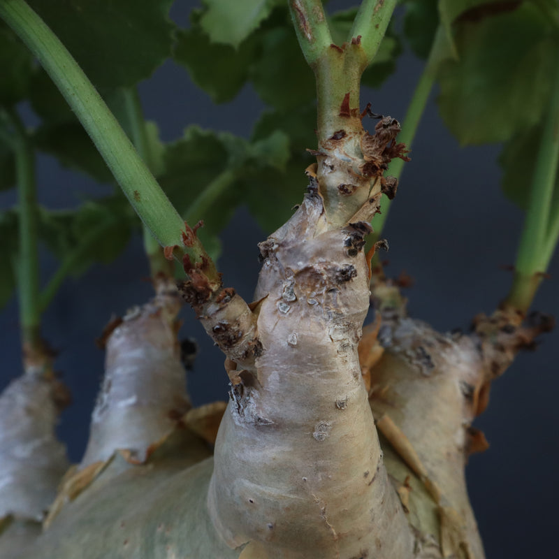 C.マクロプス　2