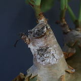 C.マクロプス　2