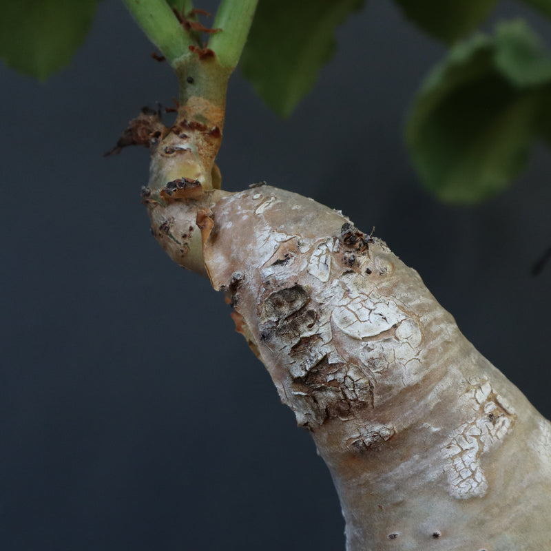 C.マクロプス　2