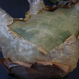 C.マクロプス　2