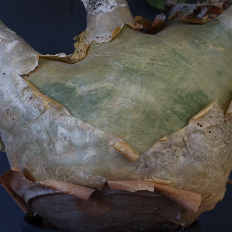 C.マクロプス　2