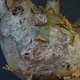 C.マクロプス　2