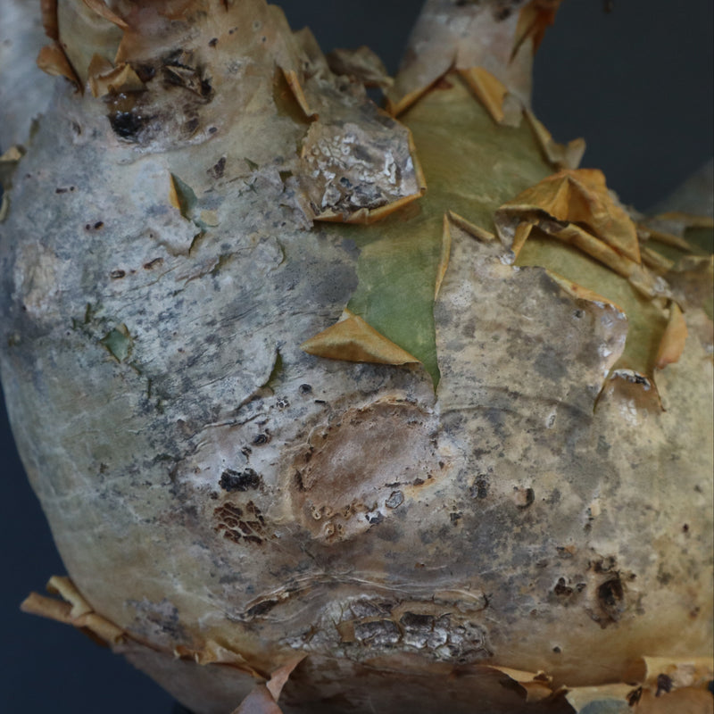 C.マクロプス　2