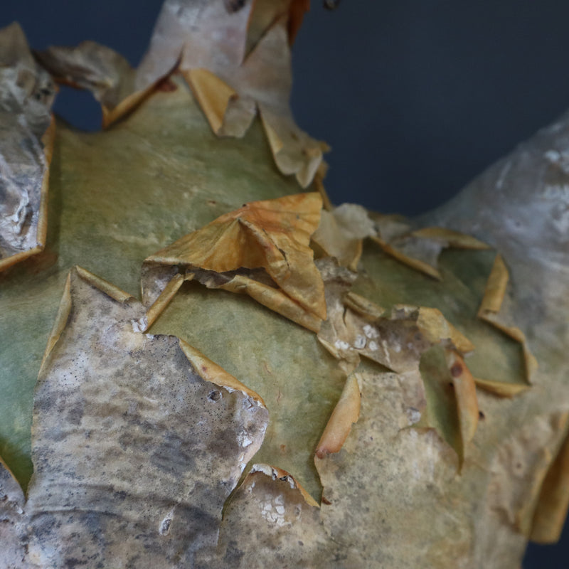 C.マクロプス　2