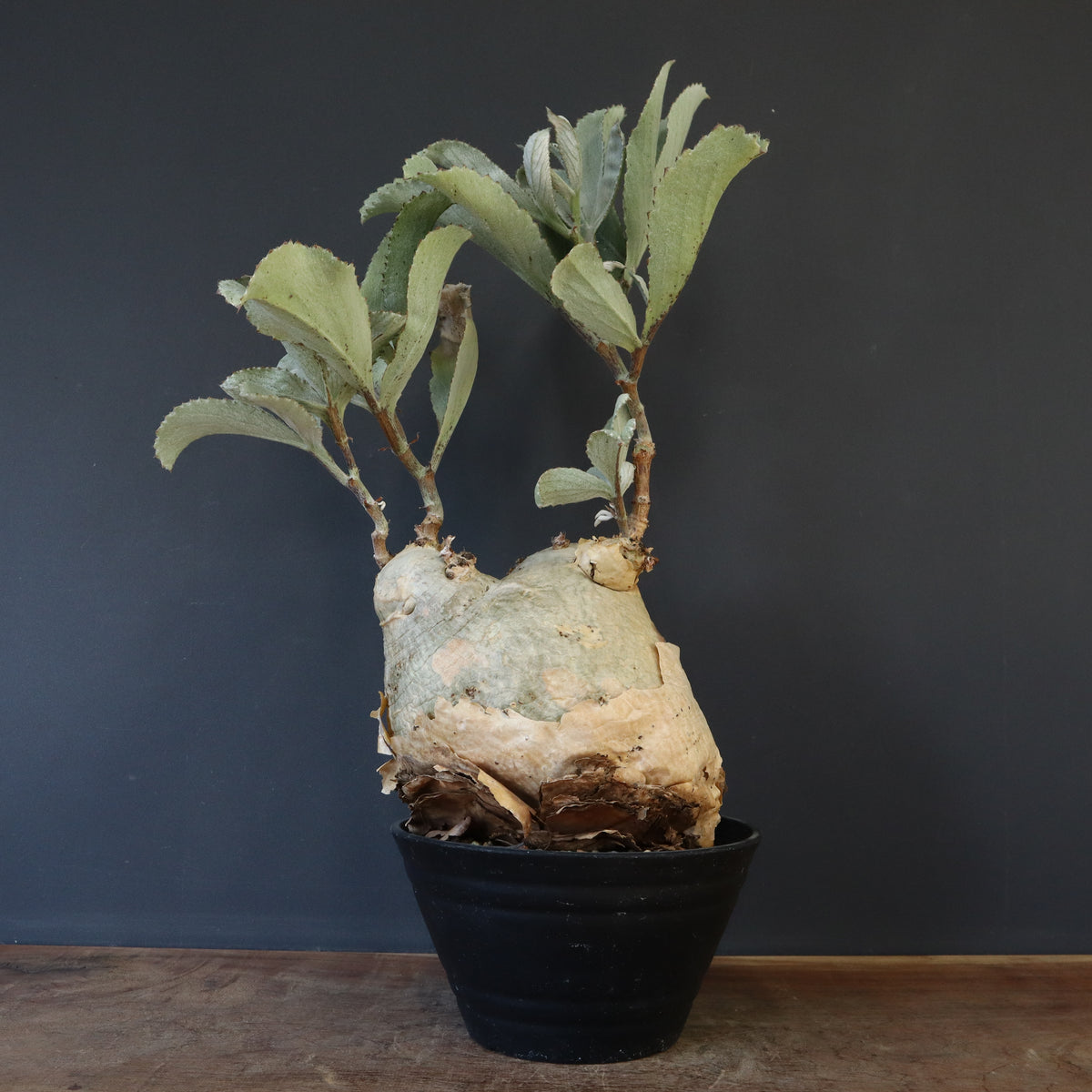 フィルミアナ パレンス 超古株 発根済み フィルミアナ パレンス 超古株